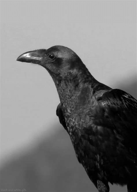 black crow images|hard crow pics.